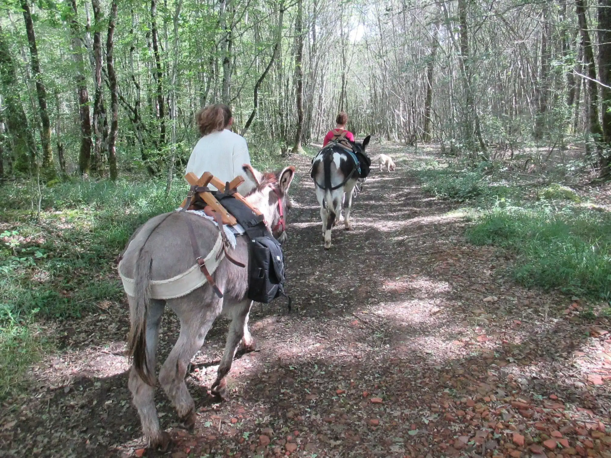 Balades et randos avec des ânes bâtés dans la Vallée de la Creuse