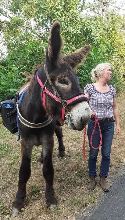 Florence de l'Âne Archie du Berry avec un âne du Poitou bâté 