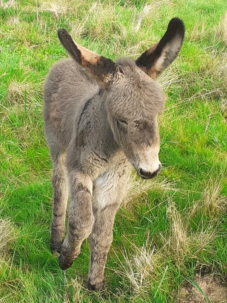 Adorable petit ânon gris né à la ferme, gambadant dans l'herbe verte du Berry. Une naissance pleine de tendresse à l'asinerie.