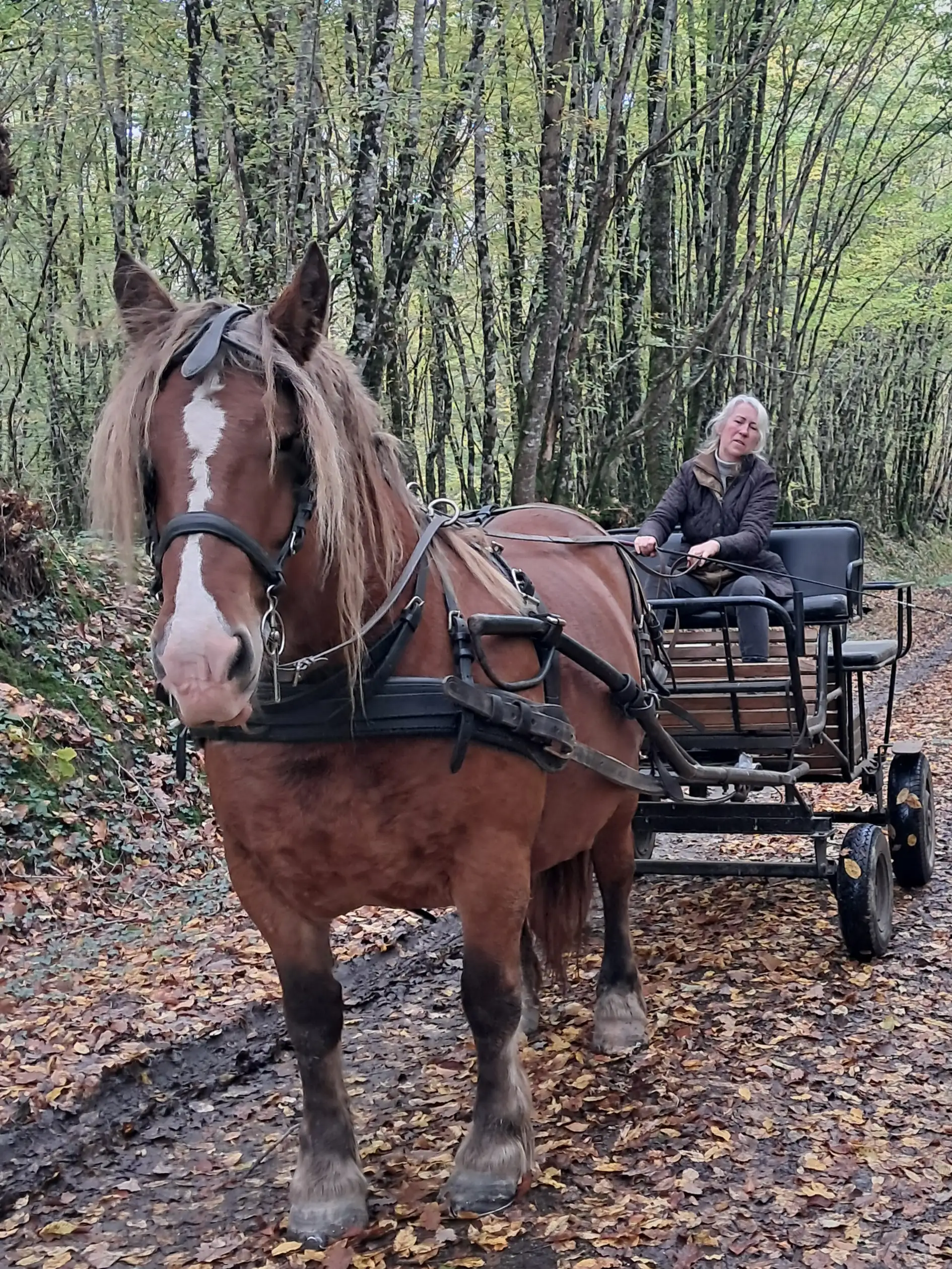 Attelage en promenade tiré par une jument  de trait bretrone