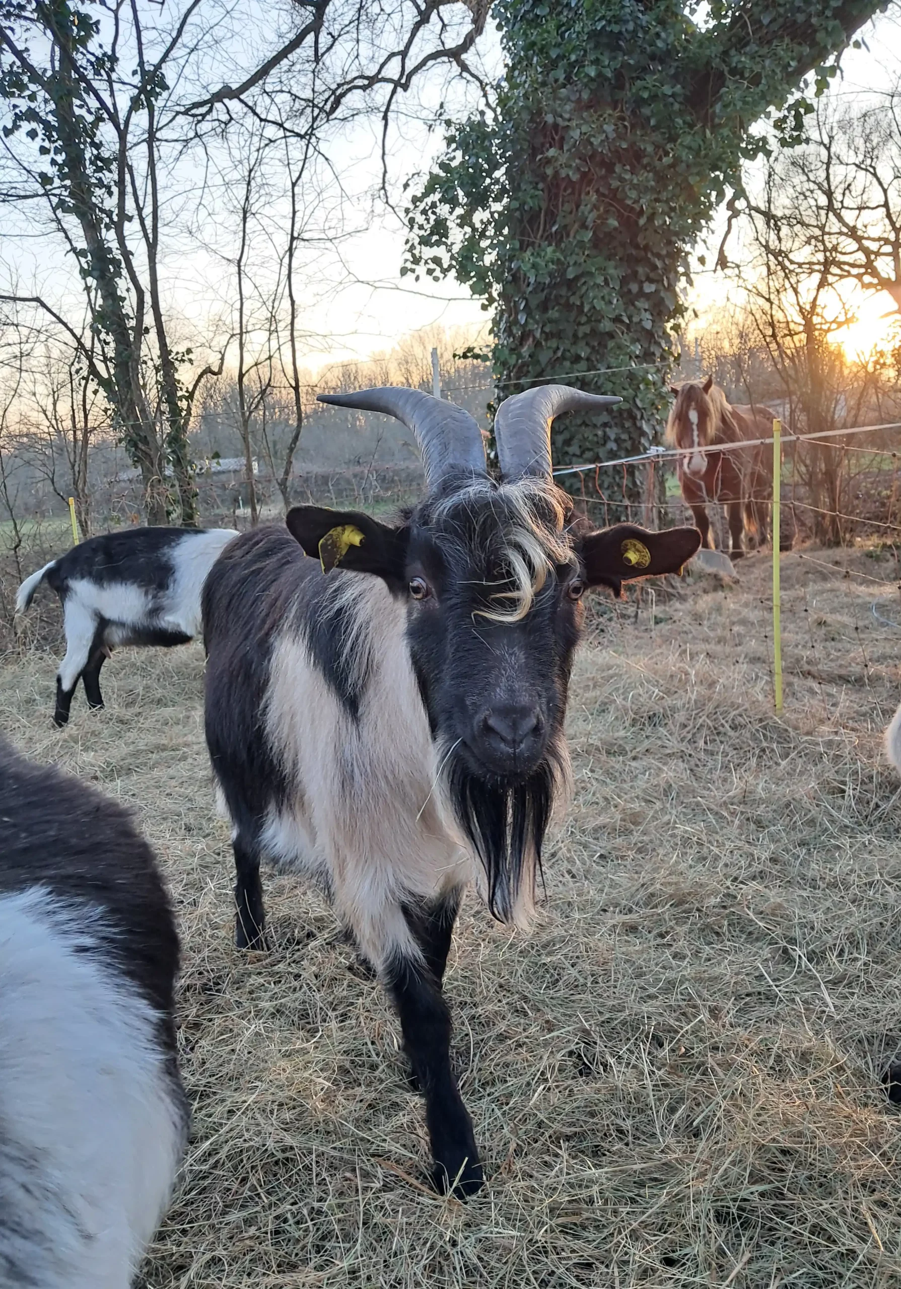 Bouc cou clair du Berry à l'âne Archie du Berry 36