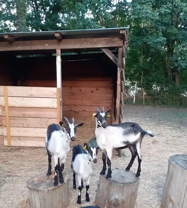 Trio de chèvres "Cou clair du Berry" race locale du Berry à voir à l'Âne Archie du Berry