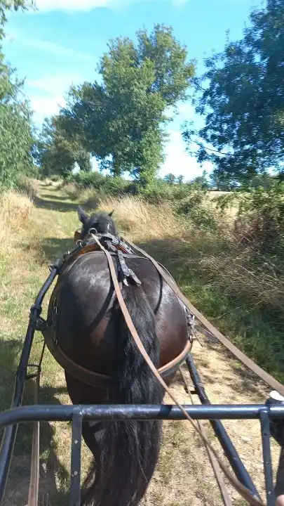 Vue depuis une calèche d'une balade en attelage avec une jument de trait bretonne sur un chemin de terre en Berry.