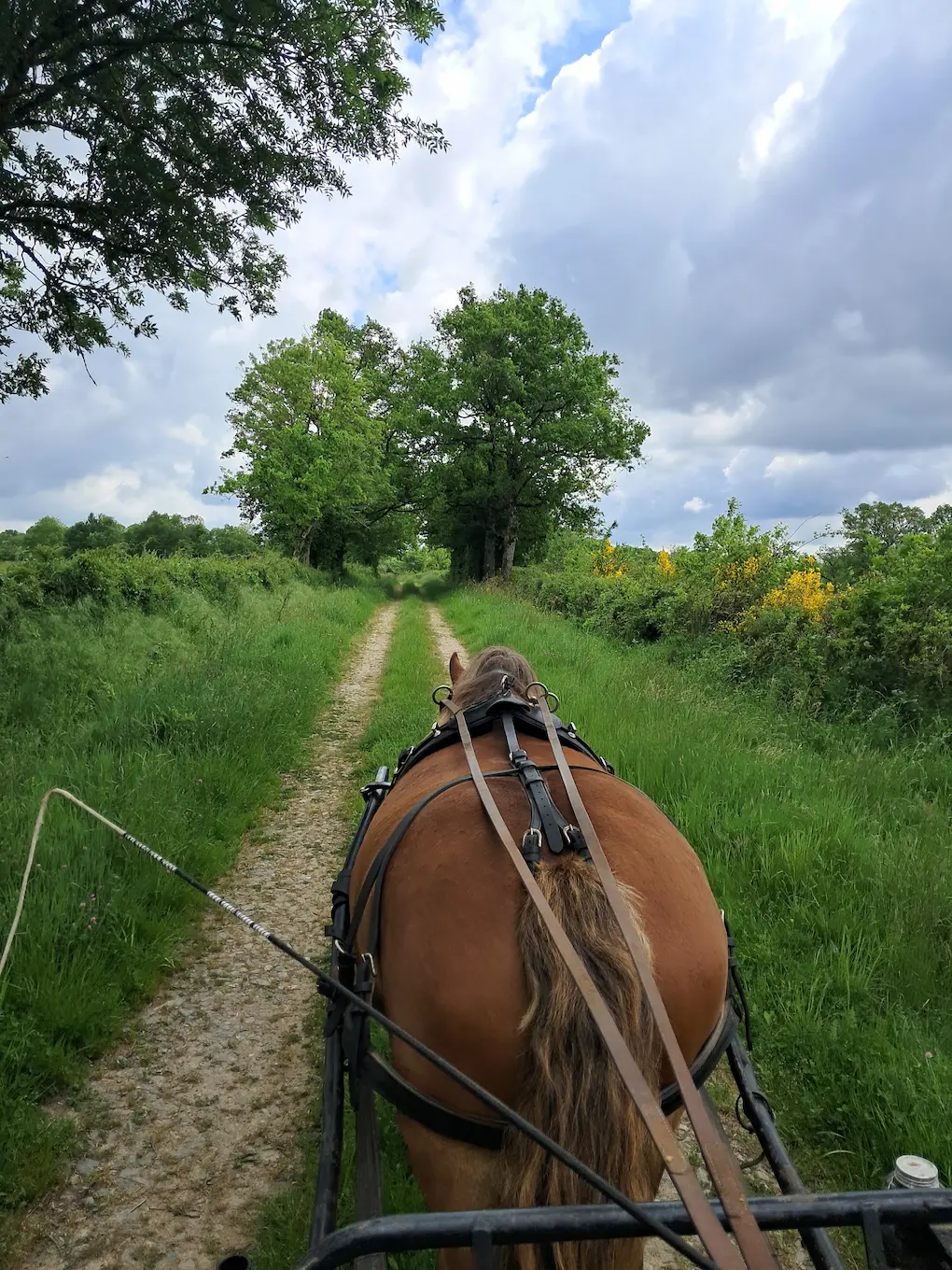 Vue depuis une calèche d'une balade en attelage avec une jument de trait Bretone sur un chemin de terre en Berry.