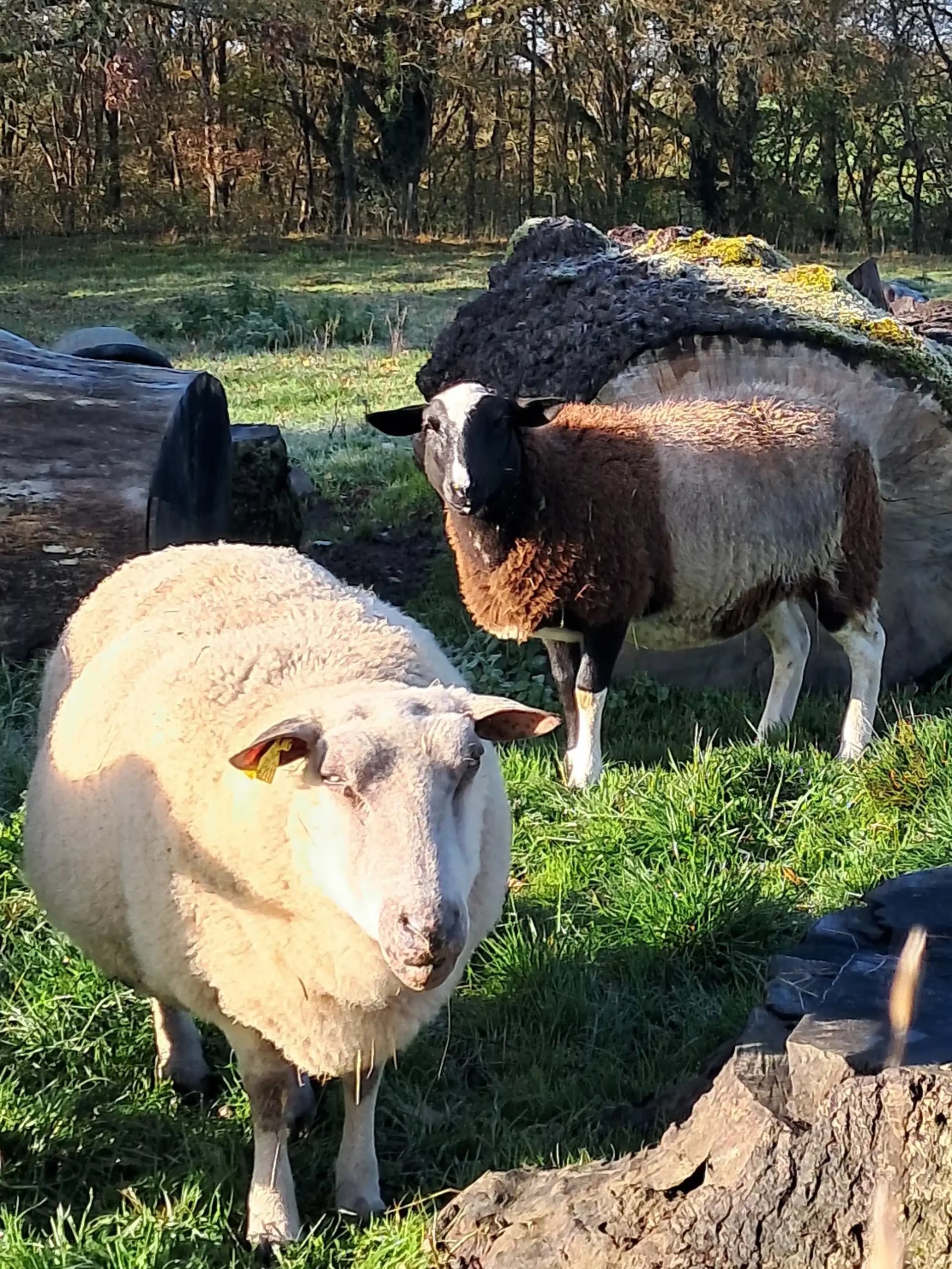 Deux moutons dans leur enclos à la ferme du Breuil à Bazaiges