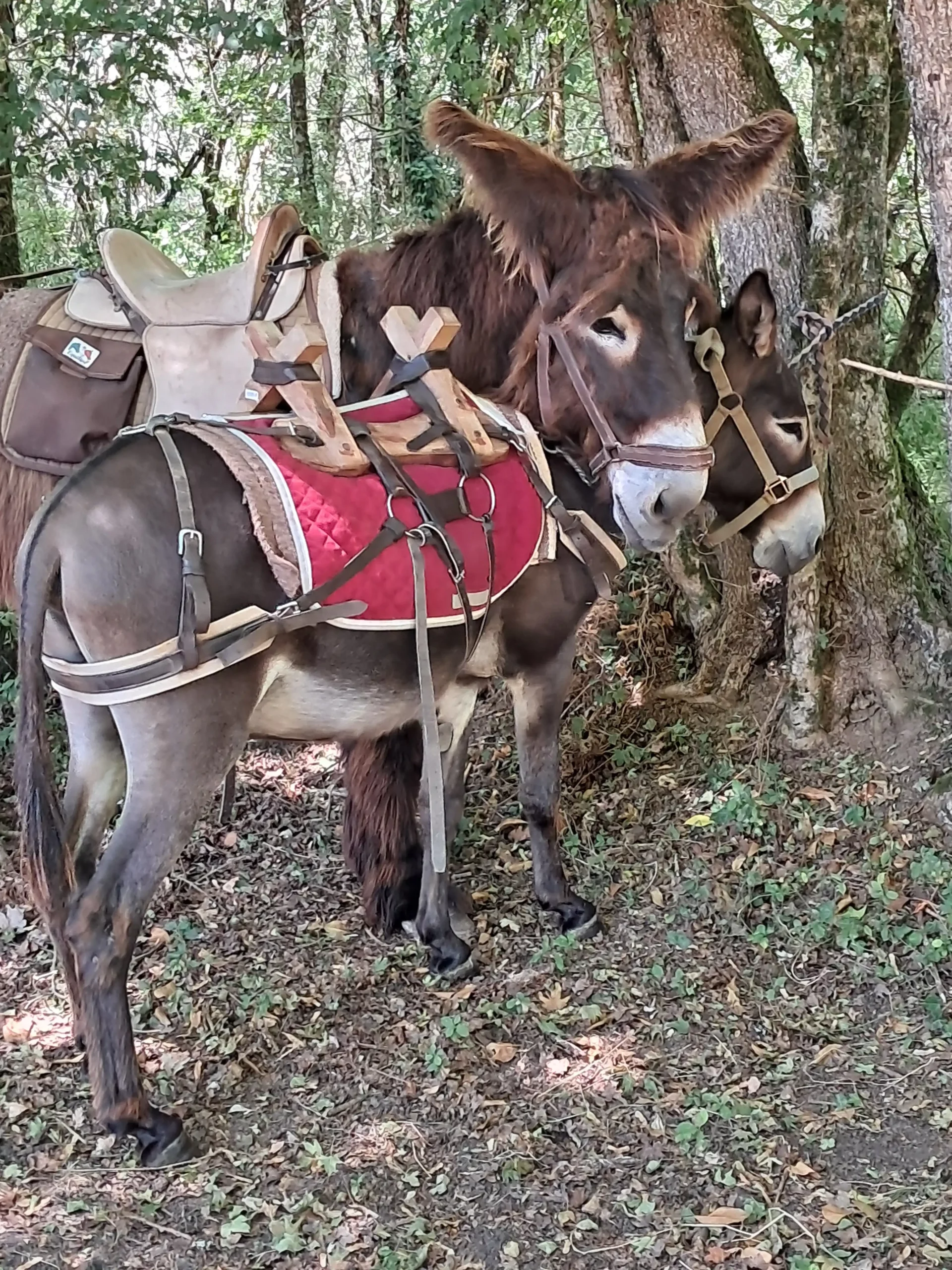 Deux ânes équipés de bâts en bois et tapis de selle rouges, prêts pour une randonnée dans une forêt du Berry.