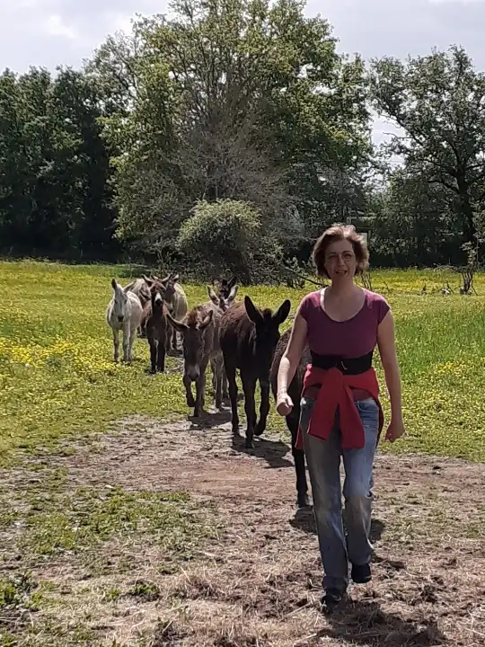 Le troupeau d'ânes de l'Âne Archie rentrant au paddock pour le nourrissage à travers les prairies fleuries du Berry.